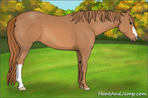 Horse Color: Chestnut 