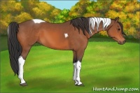 Horse Color:Bay Tobiano 