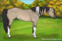 Horse Color:Brown Dun Tobiano 