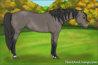 Horse Color:Black Sabino 