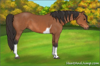 Horse Color:Bay Tobiano 