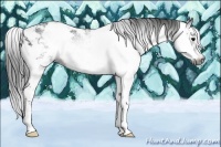 Horse Color:Gray Black Sabino 