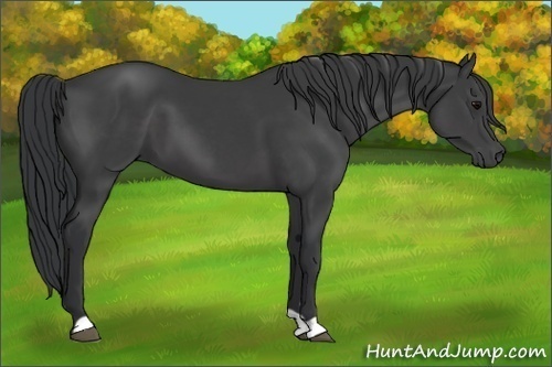 Horse Color: Black 