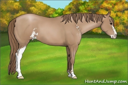 Horse Color: Black Pearl Sabino 