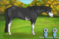 Horse Color:Black Sabino