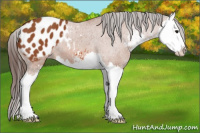 Horse Color:Bay Sabino Splash Blanket 