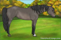 Horse Color:Black Sabino 