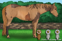 Horse Color:Bay  Brindle