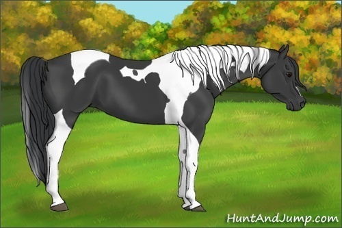 Horse Color: Black Tobiano 
