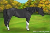 Horse Color:Black Tobiano 
