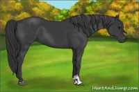 Horse Color:Black Sabino 