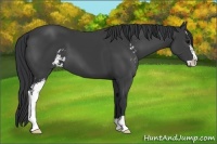 Horse Color:Black Sabino 