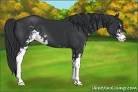 Horse Color:Black Sabino 