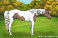 Horse Color:Silver Black Tobiano 