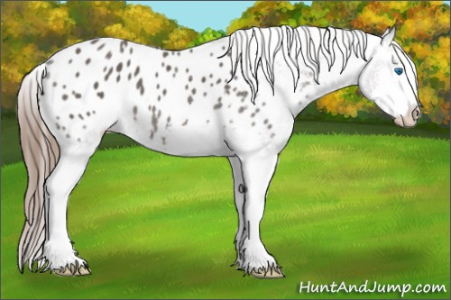 Horse Color: Black Sabino Splash Blanket 