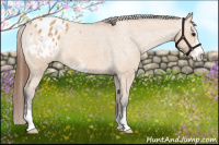 Horse Color:Bay Dun Sabino Appaloosa