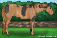 Horse Color:Black  Brindle