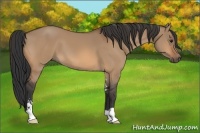 Horse Color:Bay Dun Sabino 