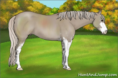 Horse Color: Silver Grullo Sabino 