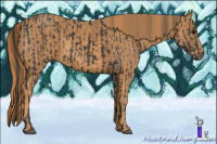 Horse Color:Black  Brindle