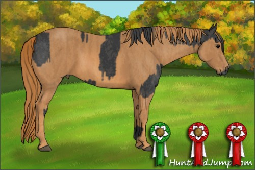 Horse Color: Unknown 