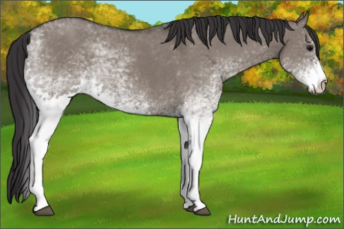 Horse Color:White Spotted Smoky Grullo Rabicano 