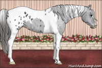 Horse Color:Brown Tobiano Appaloosa 