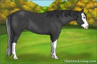 Horse Color:Black Splash