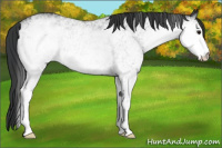 Horse Color:White Spotted Black 