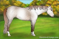 Horse Color:Gray Liver Red Dun 