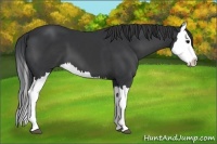Horse Color:Black Splash