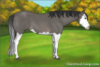 Horse Color:Blue Roan Splash 