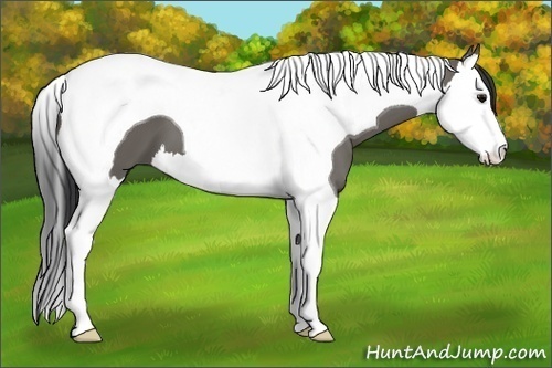 Horse Color: Grullo Splash Tobiano 