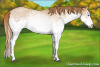 Horse Color:White Spotted Red Dun Splash