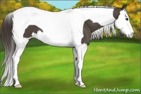 Horse Color:Smoky Black Splash Tobiano
