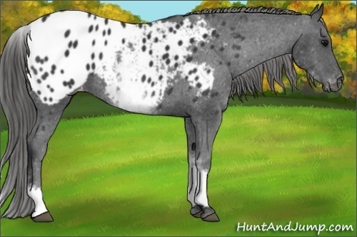Horse Color: White Spotted Black Blanket 