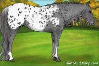 Horse Color:White Spotted Black Appaloosa