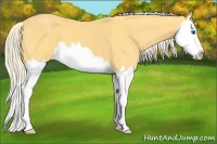 Horse Color:Palomino Splash