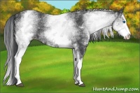 Horse Color:White Spotted Black Splash 