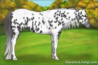 Horse Color:Black Tobiano Near Leopard 