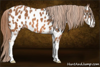 Horse Color:Chestnut Sabino Near Leopard 
