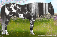 Horse Color:White Spotted Smoky Black