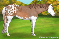Horse Color:Chestnut Sabino Splash Appaloosa 