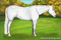 Horse Color:White Spotted Silver Bay Varnish 