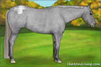 Horse Color:Buckskin Varnish Rabicano 