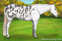 Horse Color:Smoky Grullo Appaloosa 