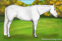Horse Color:Silver Bay Roan Dun Blanket 