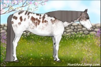 Horse Color:White Spotted Bay Appaloosa