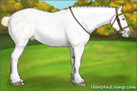 Horse Color:Buckskin Pearl Dun Appaloosa 