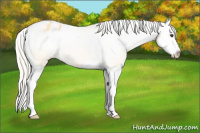Horse Color:Palomino Splash Appaloosa 